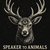 Speaker to Animals