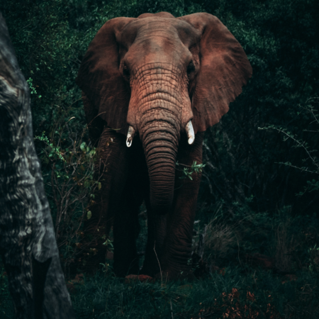 Wildlife