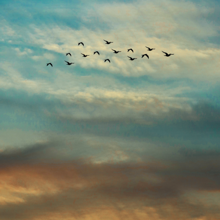 Birdsong playlist artwork
