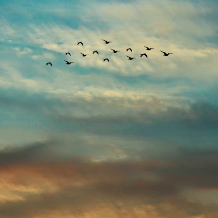 Birdsong
