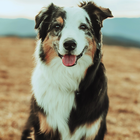 Pets playlist artwork