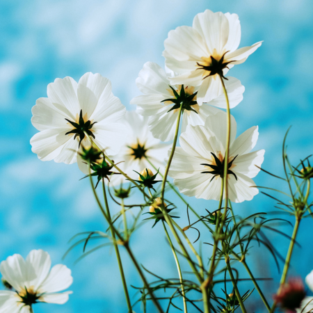 Sounds Of Spring